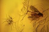 Two Fossil Flies (Diptera) In Baltic Amber #72252-1